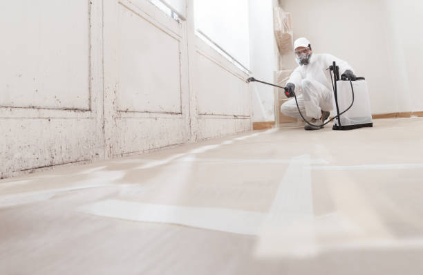 24/7 Emergency Attic Mold Remediation experts in Hudsonville, MI